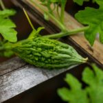 Detailed close-up of bitter melon on vine, showcasing its texture and vibrant green color.