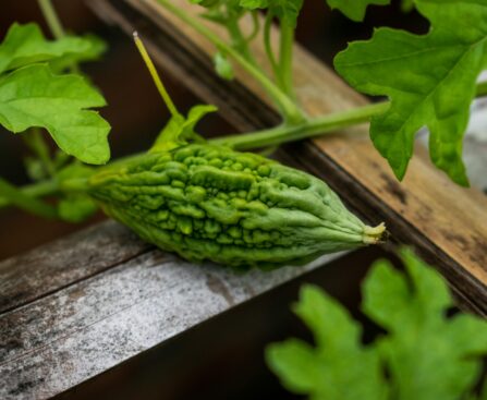 Detailed close-up of bitter melon on vine, showcasing its texture and vibrant green color.