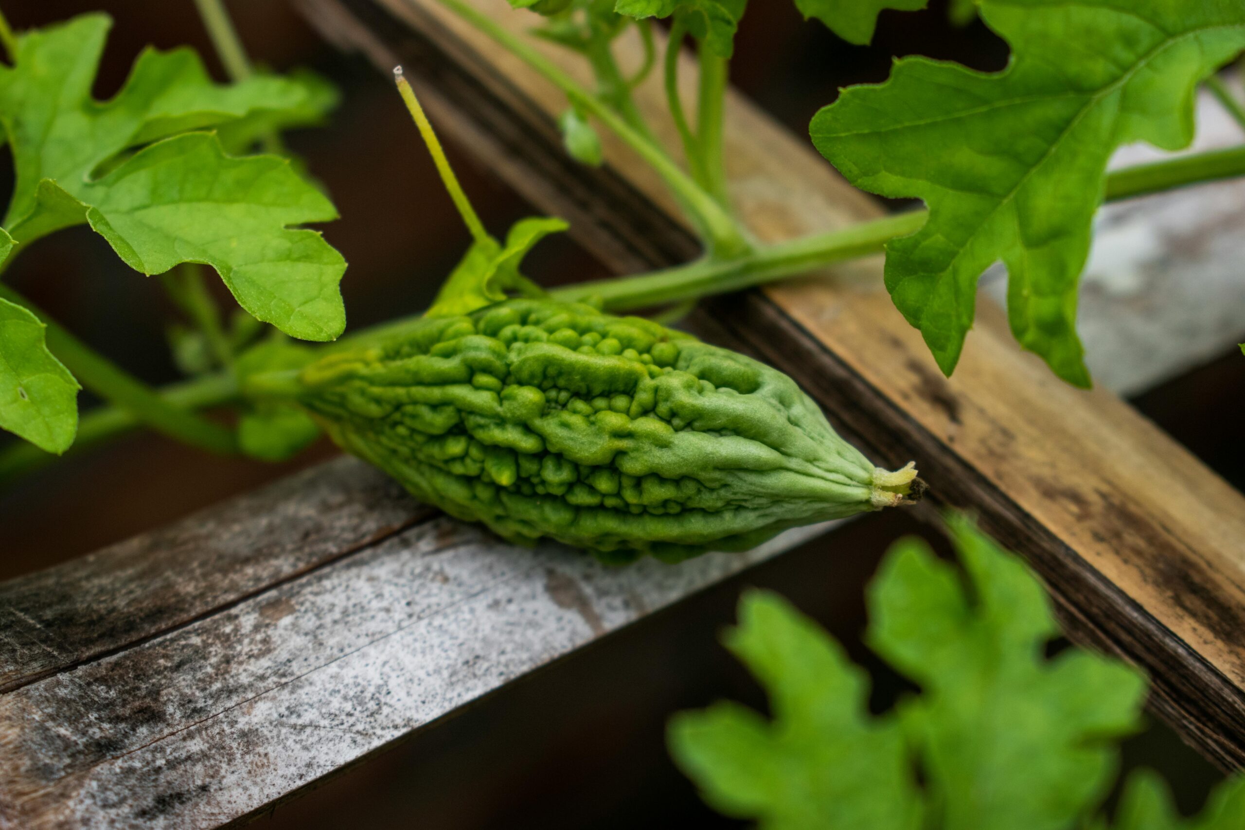 Detailed close-up of bitter melon on vine, showcasing its texture and vibrant green color.